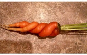 Ajoyib va hattoki, qo'rqinchli sabzavotlar: ularning ko'rinishi juda ham o'zgacha