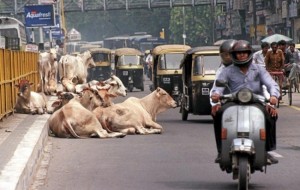 Qiziqarli dunyo: Muqaddas daydilar - qanday qilib uysiz sigirlar Hindistonning muammosiga aylandi