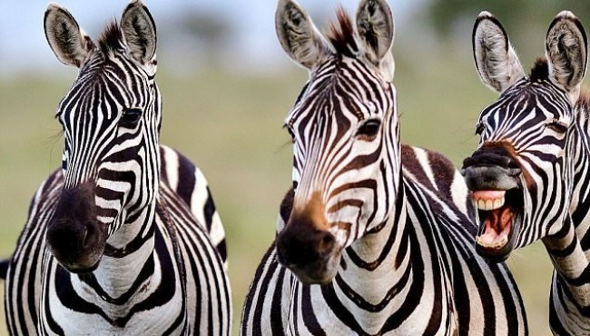 Qiziqarli ma'lumotlar: Nega biz zebralarni minmaymiz?