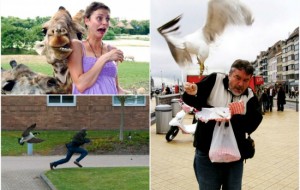 Qiziqarli ma'lumotlar: Odamlar hayvonlar va qushlardan kutilmaganda jabr ko'rgan 19 ta holatlar