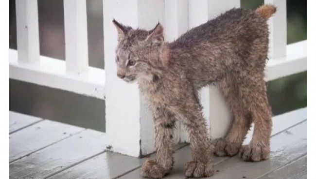 Uysiz ayol seks video