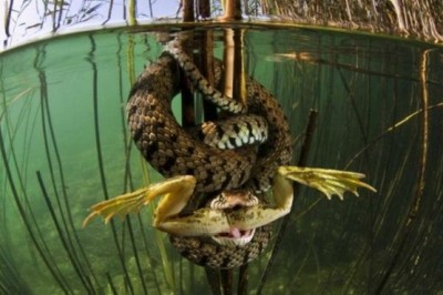 Qiziqarli fotolar: Fotoshopsiz ham dunyo go’zalligini isbotlovchi fotolar