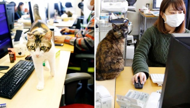 Yaponiyada ishdagi stress bilan qanday kurashishadi?