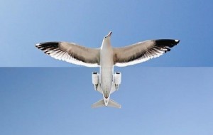 Fotoshopdan zo'rroq bo'lgan, haqiqiy ajoyib animirlangan sur'atlar