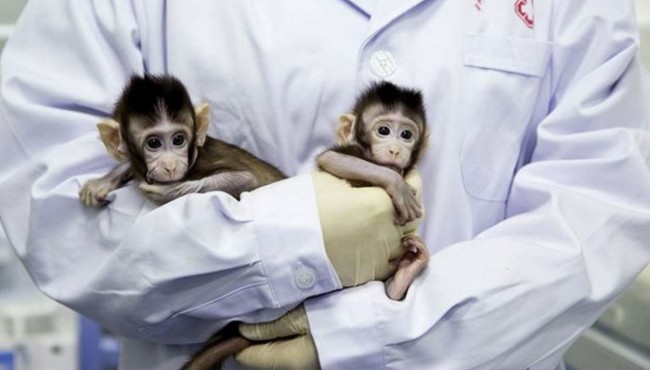  Xitoylik olimlar maymunni muvaffaqiyatli klonladilar va navbatda - odam ekanligi to’g’risida ma’lumot berdilar
