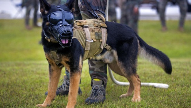 Qadimda odamlar dushman bilan kurashish va harbiy sohada qanday hayvonlardan foydalanganlar?