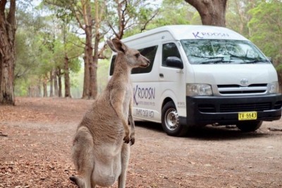  Kengurular qizil sabzi tufayli sayohatchilarga hujum qiladi
