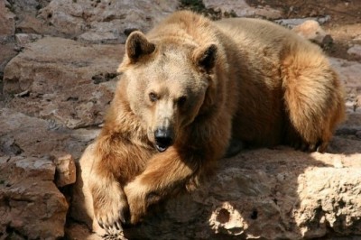 Yo'qotilgan boylik - Tyan-Shan qo‘ng‘ir ayig‘i