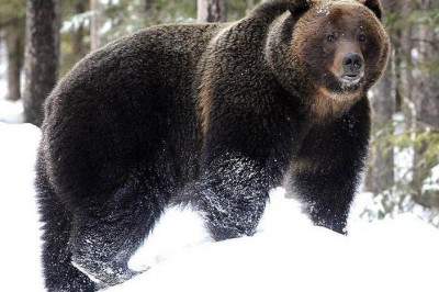 Ishonish qiyin, ammo bu fakt!