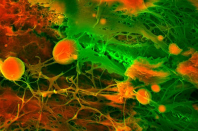 Tana a’zolari mikroskop ostida qanday ko‘rinadi?