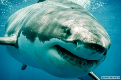 Odamxo‘r baliqlar haqiqatdan ham mavjudmi?