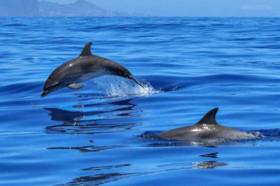 Har sohadan bir shingil: ajoyib faktlar! 