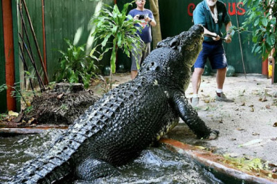 Eng yirik jonivorlar haqida