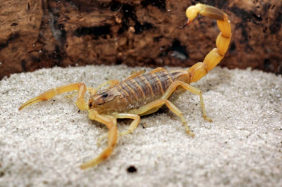 Dunyodagi eng zaharli maxluqotlar top 10 taligi