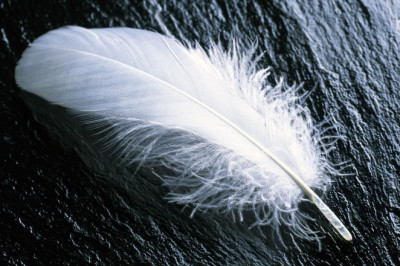 Patlar haqida qiziqarli 8 ta ma'lumot