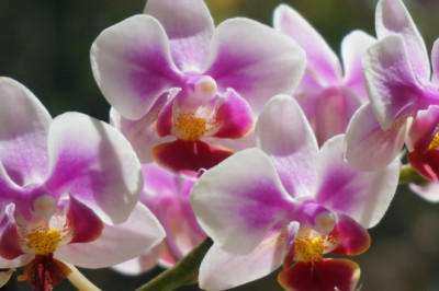 Orhideya guli haqidagi 19 ta qiziqarli ma'lumotlar