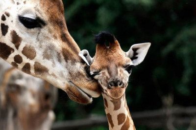 Jirafalar haqida kam ma'lum bo'lgan 14 ta fakt