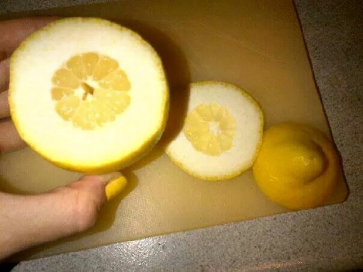 Po‘sti yuqa limonlar kerakmi ?! Mana ular.