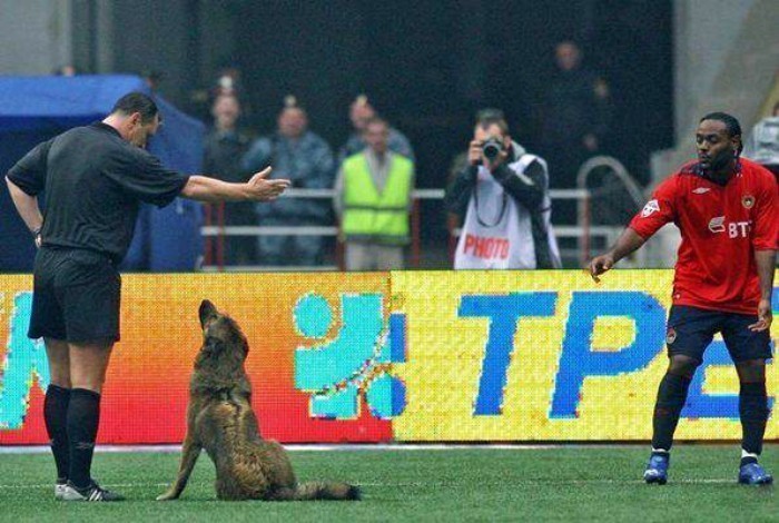 7. Futbol komandani uddaladi, kuchukni ham bir zumda uddalayman!
