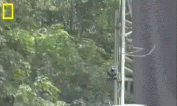 Bezak sifatida taniqli qishloqdagi uchar suvilon. Ularning rejalashtirish qibiliyati juda kuchli.