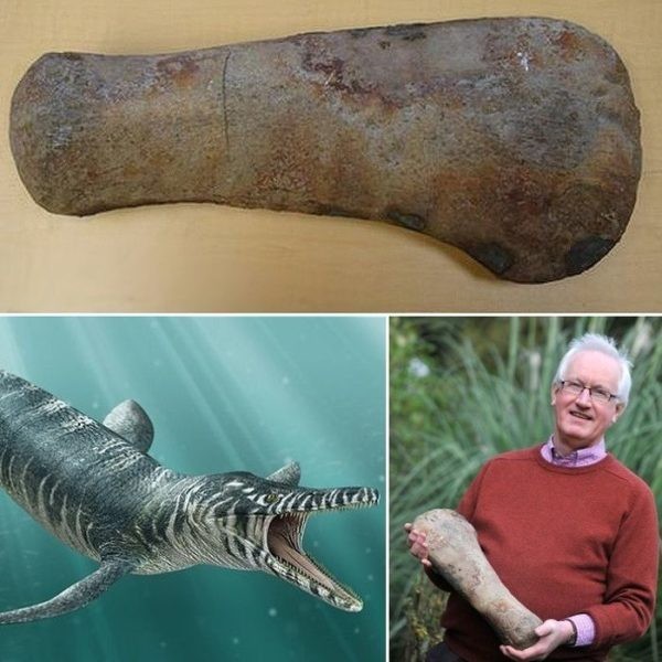 Dinozavr qoldiqlari