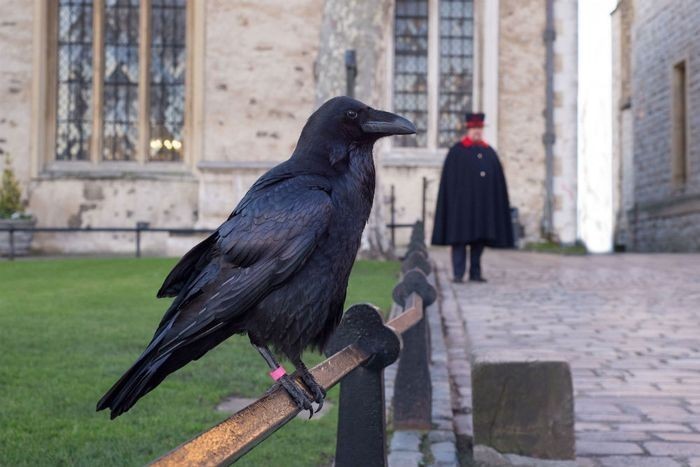 London tauerida eng kamida oltita qarg’a yashashi kerak