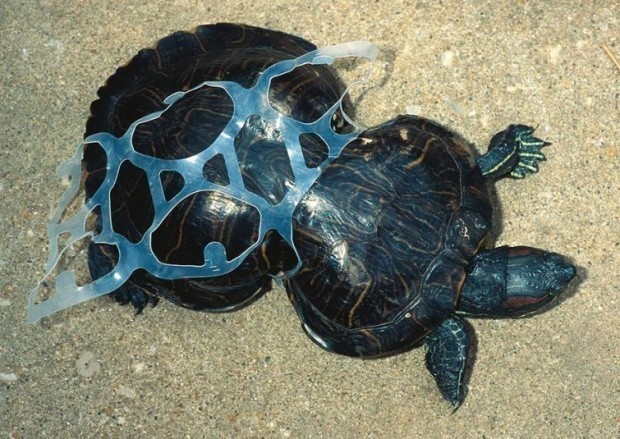 Hali yoshlik paytida plastik axlatga tiqilib qolgan toshbaqa yaxshi rivojlana olmadi