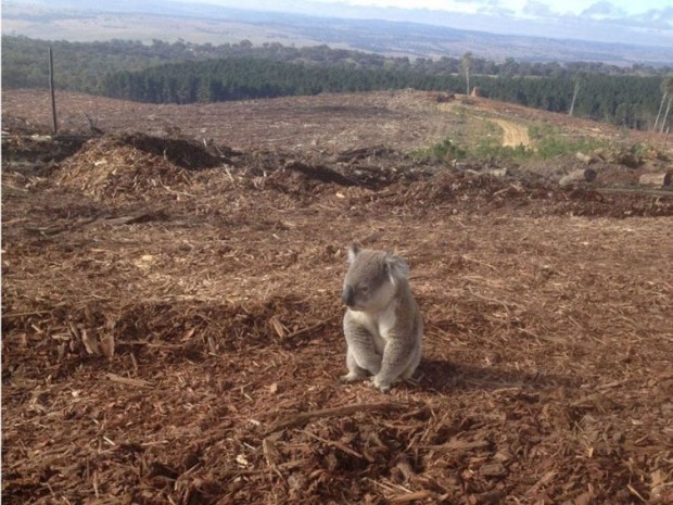 Koala o‘z uyini yoqotib qo‘ydi