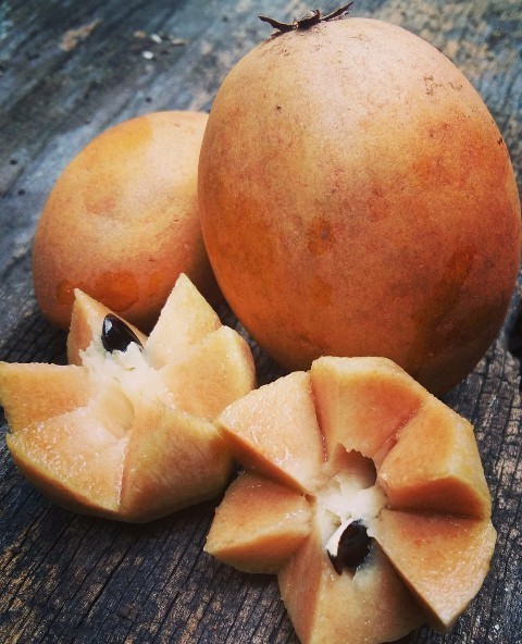 Sapodila