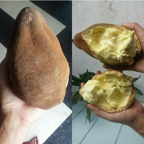 Kupuasu