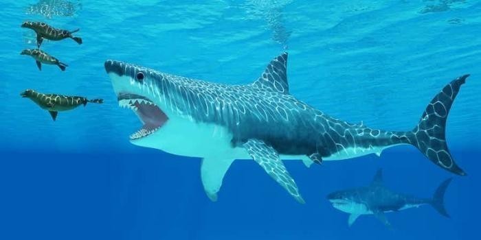 Megalodon