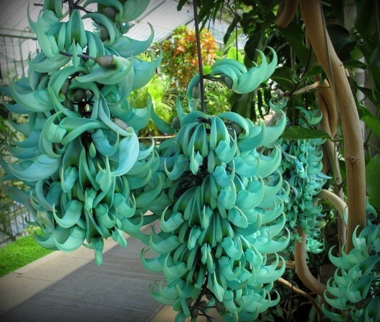 Strongylodon macrobotrys