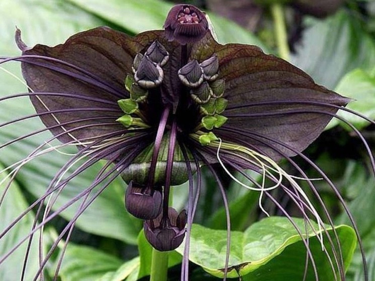 Tacca chantrieri