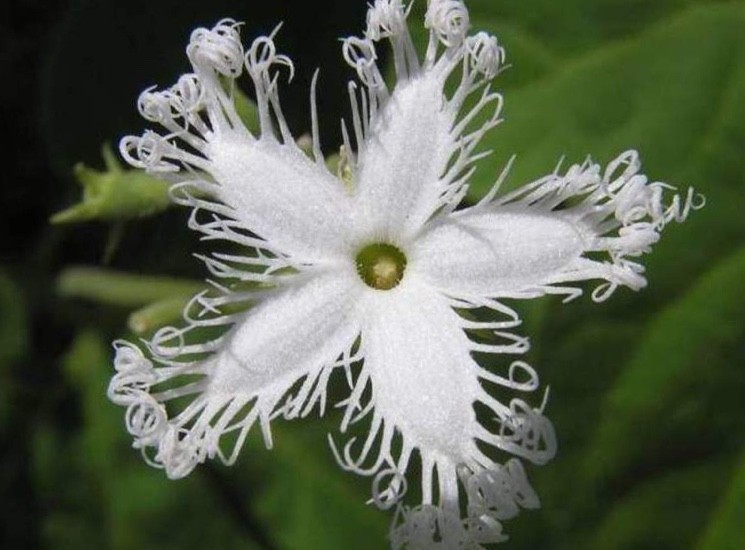 Trichosanthes