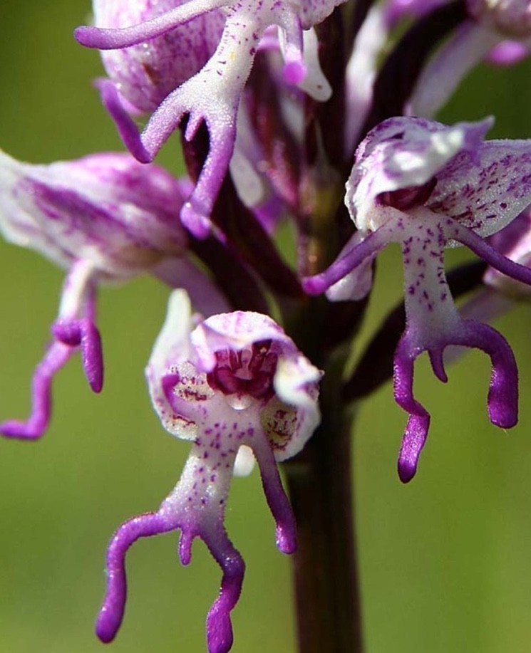 Orchis simia