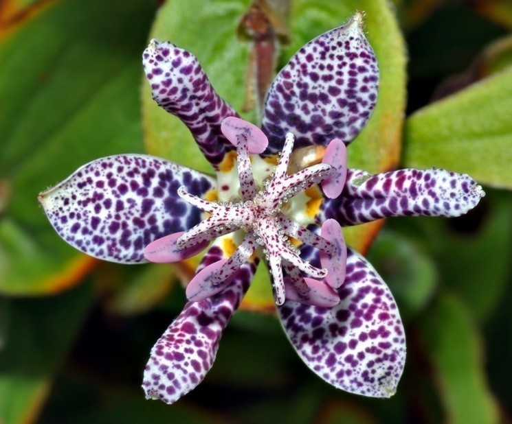 Tricyrtis hirta