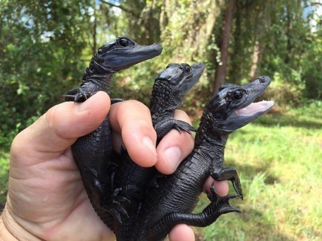Reptiliyalarga qora rang qaytangi foyda bo'li: tanalari kamroq yorug'likni chiqarib, badandagi issiqlikni saqlashga yordam beradi
