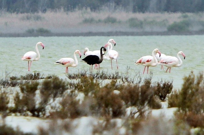 Ko'pincha melanizm atrof muhitga bo'lgan adaptasiya jarayoni bilan bog'liq, lekin istisnolar ham bo'lgan huddi mana shu flamingoga o'xshab