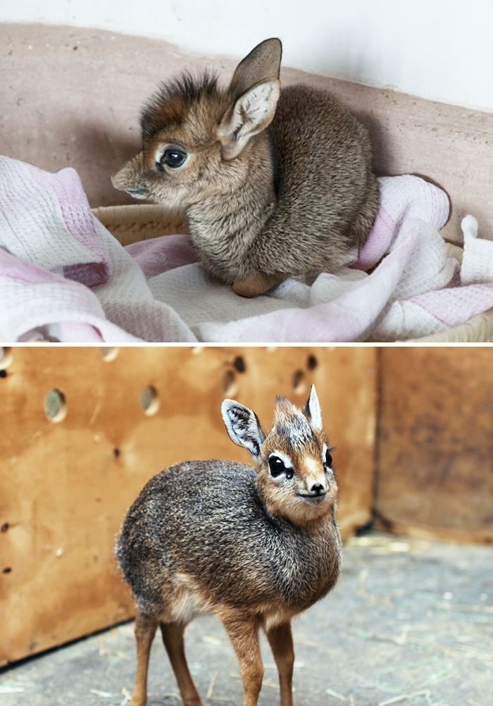 Dikdik
