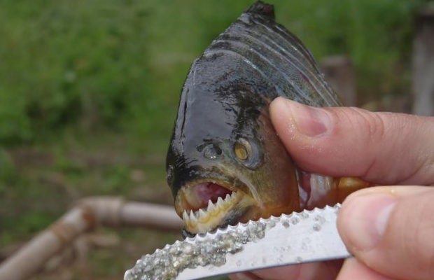 Oddiy piranya