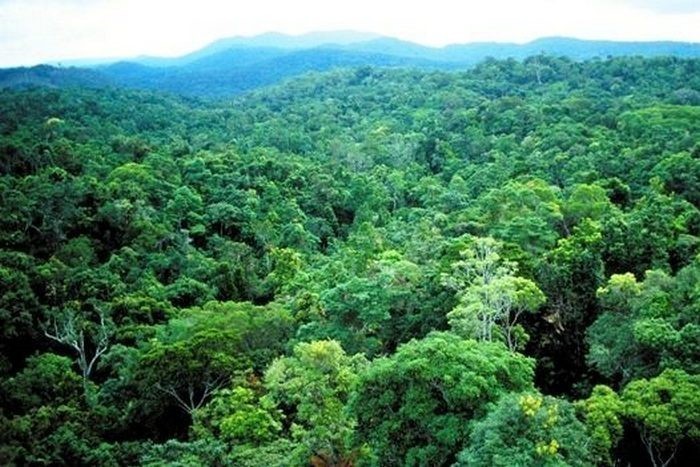 Odamlarsiz atmosferadagi CO2 ning darajasi qayta tiklanadi.