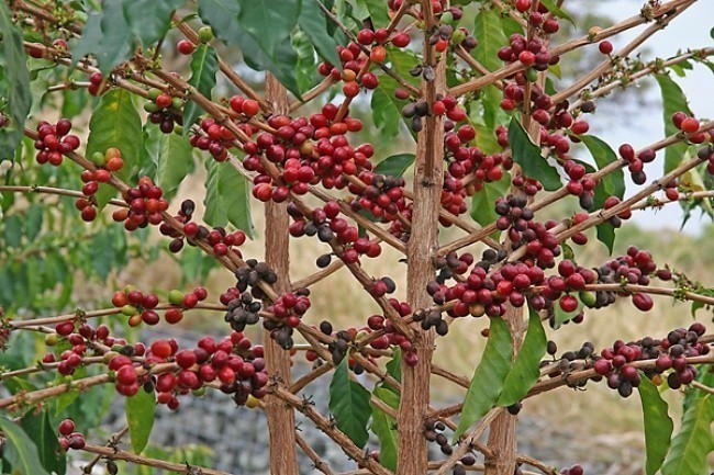 Qahva