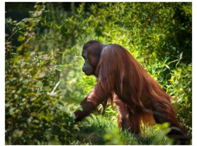 Sumatra tropik o'rmonlari, Indoneziya. 2011 yildan buyon havf ostida. 