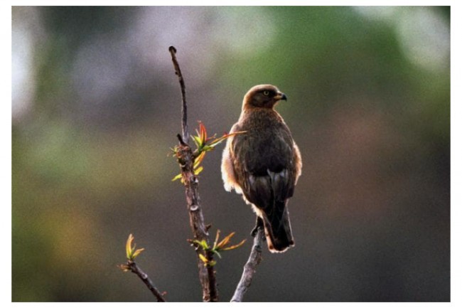 Komoe milliy bog'i, Kot-d'Ivuat. 2003 yildan beri havf ostida. 