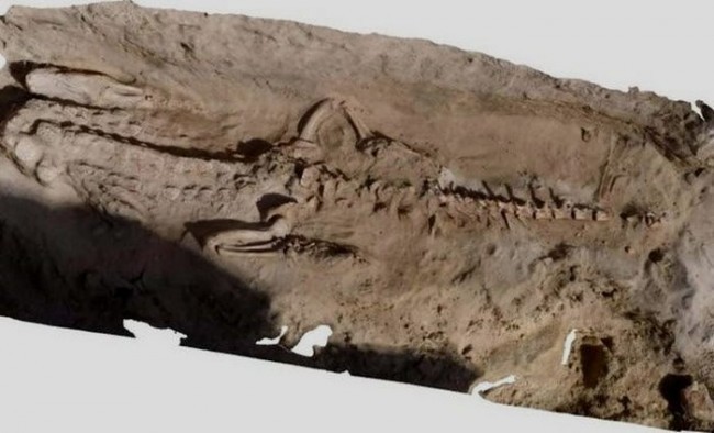 6. Boshsiz timsohlar