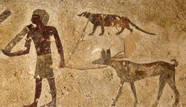 8. Bog’ichdagi mangust