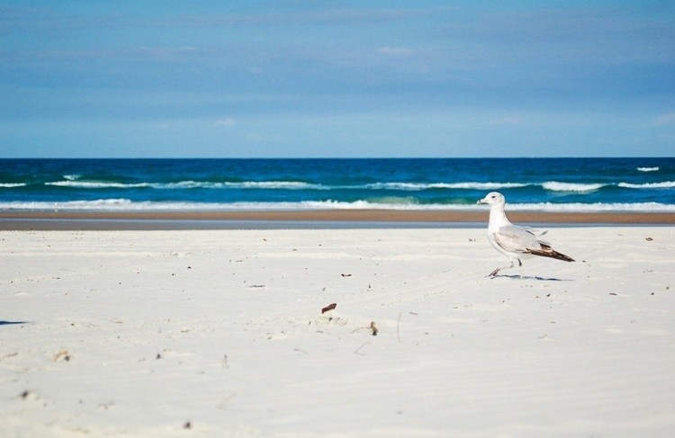 Nyu-Smirna plyaji, Florida shtati, AQSH