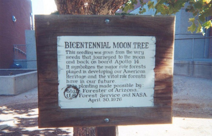 5. Oydagi daraxtlarning urug’lari