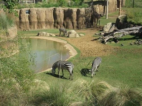 15. Dallas zooparki (Dallas Zoo)