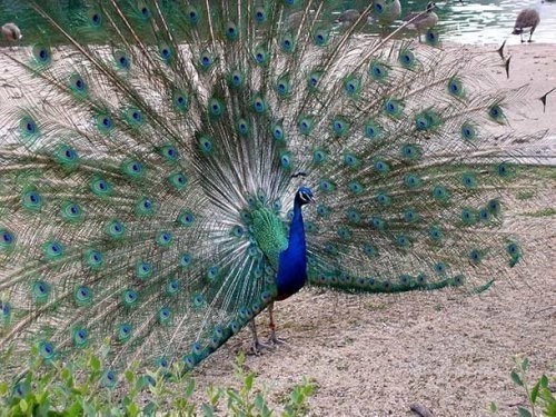 13. Brukfild zooparki (Brookfield Zoo)
